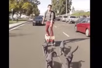 Phì cười với trai trẻ cưỡi chó đi dạo trên xa lộ