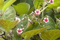 Công dụng chữa bệnh tuyệt vời của lá mơ lông