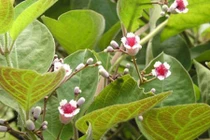 Công dụng chữa bệnh tuyệt vời của lá mơ lông