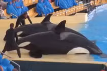 Mãn nhãn xem đôi cá voi khổng lồ "tắm" cho khán giả