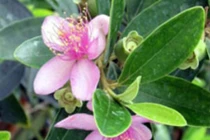 Công dụng chữa bệnh đặc biệt của cây sim