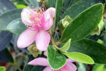 Công dụng chữa bệnh đặc biệt của cây sim