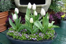 Rộ trào lưu mua củ hoa Tulip trồng chưng Tết