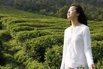 Uống chè xanh để ngừa ung thư, chống lão hóa