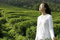 Uống chè xanh để ngừa ung thư, chống lão hóa