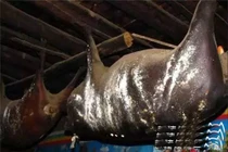 Kinh hoàng món ăn từ thịt lợn thối treo 10 năm ở Trung Quốc