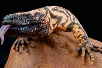 Khám phá gây sốc về nước bọt ít ai biết 