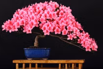 Những chậu hoa bonsai đẹp ngất ngây