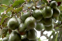 Lặng ngắm vườn bơ sai trĩu quả