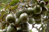 Lặng ngắm vườn bơ sai trĩu quả