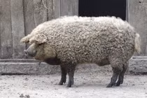 Video: Những giống lợn kỳ lạ trên thế giới vẫn tồn tại đến ngày nay