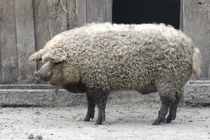 Video: Những giống lợn kỳ lạ trên thế giới vẫn tồn tại đến ngày nay