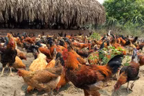Trang trại 6.000 con gà sạch nuôi theo kiểu “nhà giàu”