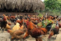 Trang trại 6.000 con gà sạch nuôi theo kiểu “nhà giàu”