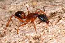 Mẹo tiêu diệt kiến trong phòng an toàn, không cần dùng thuốc