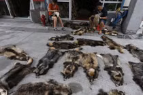 Hình ảnh ít biết trong cơ sở chế biến thú rừng