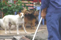 Chụp ảnh chó ị bậy làm...bằng chứng xử phạt