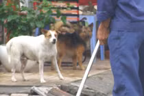 Chụp ảnh chó ị bậy làm...bằng chứng xử phạt