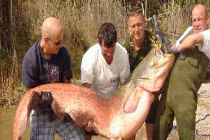 Những thủy quái “khủng” bị con người chinh phục (1)