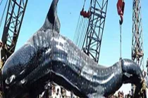 Những thủy quái khủng bị con người chinh phục (2)