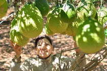 Làm giàu bất ngờ với vườn gấc trên núi đá ong