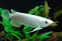 Soi những dòng cá cảnh đắt đỏ nhất thế giới