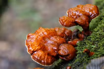 Những người này tuyệt đối không được dùng nấm linh chi