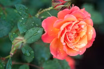 Sinh vào 6 ngày Âm lịch này, cốt cách mạnh mẽ hơn người