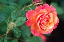 Sinh vào 6 ngày Âm lịch này, cốt cách mạnh mẽ hơn người