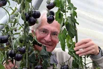 Cà chua đen có khả năng chống ung thư