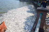 Phó Thủ tướng giao Bộ Công an vào cuộc vụ cá chết ở Hồ Tây