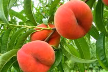 Thích thú nhìn trái đào hình bánh rán gây sốt