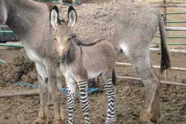 Kỳ thú ngựa vằn lai lừa cực hiếm 