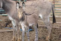 Kỳ thú ngựa vằn lai lừa cực hiếm 