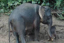 Cảm động cảnh voi mẹ cứu con khỏi “tử thần“