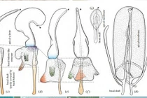 Thế giới hang động kỳ lạ nơi nữ giới có… “cậu nhỏ“
