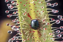 Những “kỳ hoa dị thảo” quái lạ nhất thế giới (2)