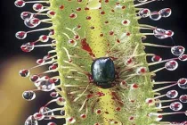 Những “kỳ hoa dị thảo” quái lạ nhất thế giới (2)