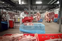 Kinh hoàng cách chế biến gelatin làm kẹo dẻo từ bì lợn