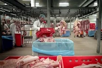 Kinh hoàng cách chế biến gelatin làm kẹo dẻo từ bì lợn