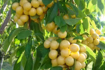 Xem thu hoạch giống cherry vàng hái ra tiền