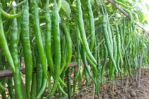 Hình ảnh ớt lạ siêu dài “đẻ” ra tiền