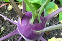 Cận cảnh loại su hào tím gây sốt ở Việt Nam