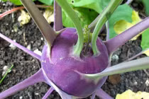 Cận cảnh loại su hào tím gây sốt ở Việt Nam