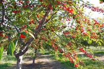 Thích thú với thu hoạch cherry ngay tại vườn