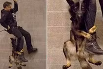 Chó cảnh sát “run như cầy sấy” khi luyện tập