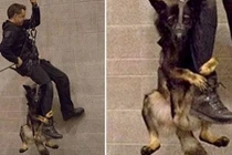 Chó cảnh sát “run như cầy sấy” khi luyện tập