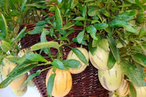 Muôn loại hoa quả cảnh độc đáo đón Tết Đinh Dậu 2017