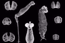 Điểm danh những loài vật kỳ dị tự chửa rồi đẻ 