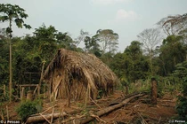 Người sống sót cuối cùng của bộ lạc Amazon, sống cô độc giữa rừng